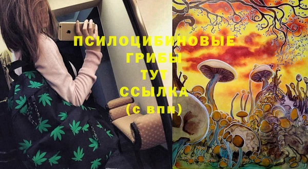 индика Абаза